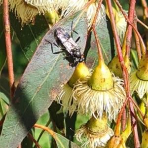 Exaireta spinigera at Hackett, ACT - 17 May 2022