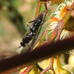 Exaireta spinigera at Hackett, ACT - 17 May 2022 12:15 PM