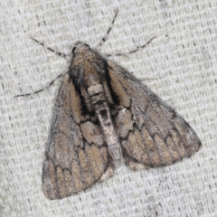 Rhuma argyraspis (Webbed Grey) at O'Connor, ACT - 8 Nov 2021 by ibaird