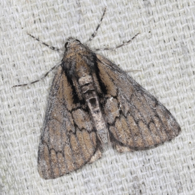 Rhuma argyraspis (Webbed Grey) at O'Connor, ACT - 8 Nov 2021 by ibaird