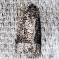 Meritastis lythrodana (A tortrix or leafroller moth) at O'Connor, ACT - 2 Apr 2021 by ibaird