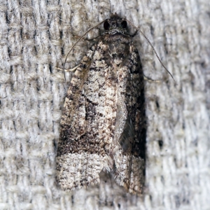 Meritastis lythrodana at O'Connor, ACT - 2 Apr 2021