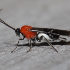 Braconidae (family) (Unidentified braconid wasp) at ANBG - 31 May 2022 by TimL