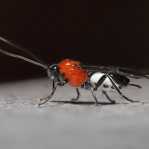 Braconidae (family) at Acton, ACT - 31 May 2022