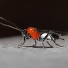 Braconidae (family) at Acton, ACT - 31 May 2022