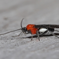 Braconidae (family) at Acton, ACT - 31 May 2022