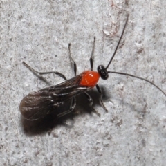 Braconidae (family) at Acton, ACT - 31 May 2022