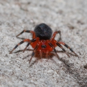 Nicodamus peregrinus at Acton, ACT - 31 May 2022