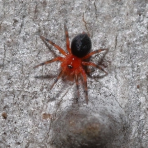 Nicodamus peregrinus at Acton, ACT - 31 May 2022