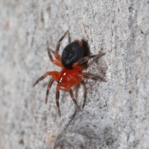 Nicodamus peregrinus at Acton, ACT - 31 May 2022