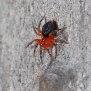 Nicodamus peregrinus at Acton, ACT - 31 May 2022