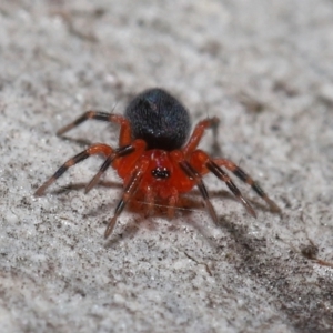 Nicodamus peregrinus at Acton, ACT - 31 May 2022