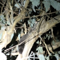 Petaurus norfolcensis (Squirrel Glider) at Albury - 9 May 2022 by AlburyCityEnviros