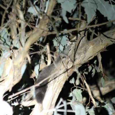 Petaurus norfolcensis (Squirrel Glider) at Table Top, NSW - 9 May 2022 by AlburyCityEnviros