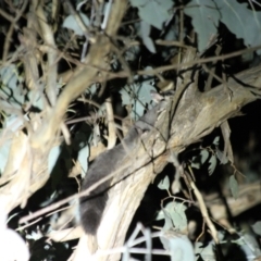 Petaurus norfolcensis (Squirrel Glider) at Table Top, NSW - 9 May 2022 by AlburyCityEnviros