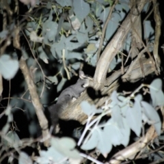 Petaurus norfolcensis at Table Top, NSW - 9 May 2022 06:13 PM