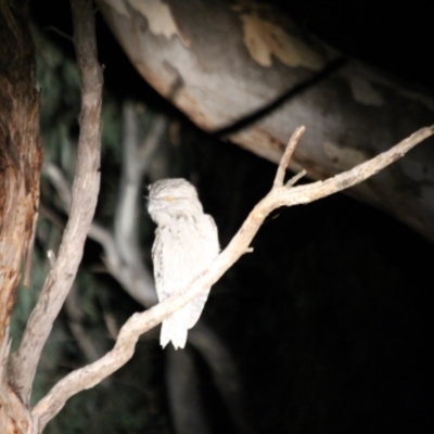 Podargus strigoides (Tawny Frogmouth) at Padman/Mates Park - 20 May 2022 by AlburyCityEnviros