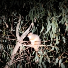 Pseudocheirus peregrinus (Common Ringtail Possum) at Kremur Street Boat Ramp - 20 May 2022 by AlburyCityEnviros