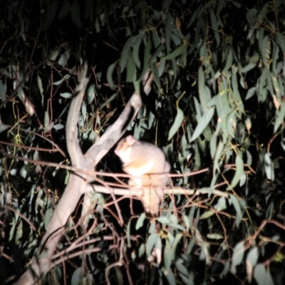 Pseudocheirus peregrinus (Common Ringtail Possum) at Kremur Street Boat Ramp - 20 May 2022 by AlburyCityEnviros