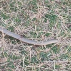 Lialis burtonis (Burton's Snake-lizard) at Federation Hill - 19 Mar 2022 by isabellesk