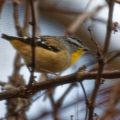 Pardalotus punctatus (Spotted Pardalote) at Downer, ACT - 31 May 2022 by RobertD