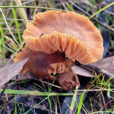 Laccaria sp. (Laccaria) at Bruce Ridge - 1 Jun 2022 by trevorpreston