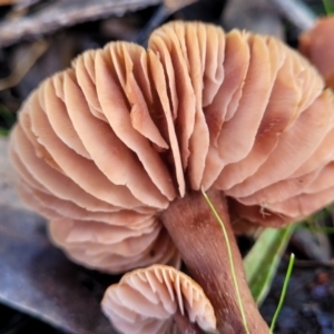 Laccaria sp. at O'Connor, ACT - 1 Jun 2022