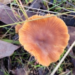 Laccaria sp. at O'Connor, ACT - 1 Jun 2022