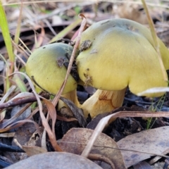 Dermocybe austroveneta (Green Skinhead) at Bruce Ridge - 1 Jun 2022 by trevorpreston