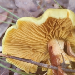 Cortinarius austrovenetus at Bruce Ridge - 1 Jun 2022