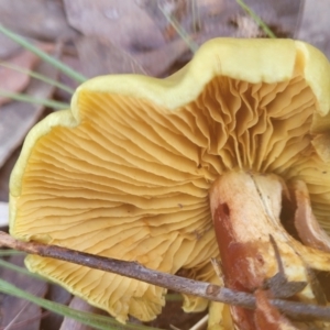 Cortinarius austrovenetus at Bruce Ridge - 1 Jun 2022 10:50 AM