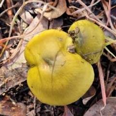 Cortinarius austrovenetus at Bruce Ridge - 1 Jun 2022