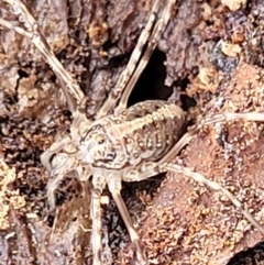 Opiliones (order) (Unidentified harvestman) at O'Connor, ACT - 1 Jun 2022 by trevorpreston