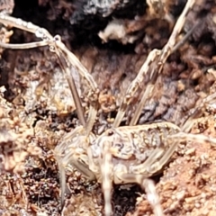 Opiliones (order) at O'Connor, ACT - 1 Jun 2022