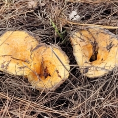 Lactarius deliciosus (Saffron Milkcap) at Bruce Ridge - 1 Jun 2022 by trevorpreston