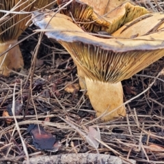 Lactarius deliciosus at O'Connor, ACT - 1 Jun 2022