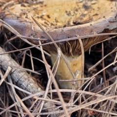 Lactarius deliciosus at O'Connor, ACT - 1 Jun 2022