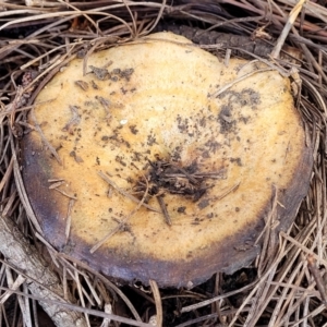 Lactarius deliciosus at O'Connor, ACT - 1 Jun 2022