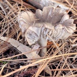 Tricholoma terreum at O'Connor, ACT - 1 Jun 2022 10:43 AM