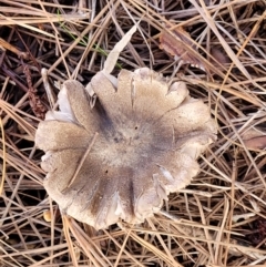 Tricholoma terreum at O'Connor, ACT - 1 Jun 2022