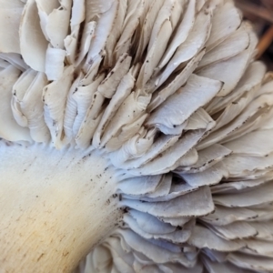 Tricholoma terreum at O'Connor, ACT - 1 Jun 2022