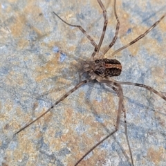 Opiliones (order) (Unidentified harvestman) at Lyneham, ACT - 1 Jun 2022 by trevorpreston