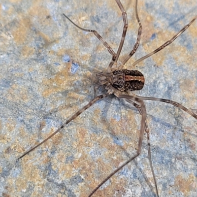 Opiliones (order) (Unidentified harvestman) at Bruce Ridge - 1 Jun 2022 by trevorpreston