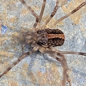 Opiliones (order) at Lyneham, ACT - 1 Jun 2022