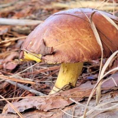 Suillus sp. (A bolete ) at Lyneham, ACT - 1 Jun 2022 by trevorpreston