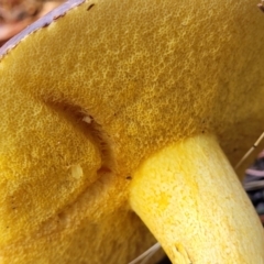 Suillus sp. at Lyneham, ACT - 1 Jun 2022