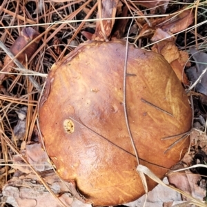 Suillus sp. at Lyneham, ACT - 1 Jun 2022