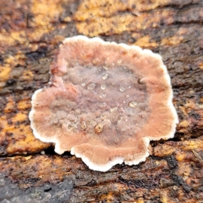 Xylobolus illudens (Purplish Stereum) at Lyneham, ACT - 1 Jun 2022 by trevorpreston