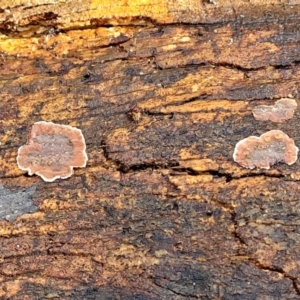 Xylobolus illudens at Lyneham, ACT - 1 Jun 2022 10:39 AM