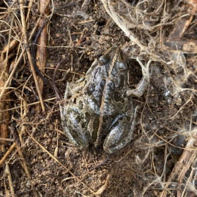Limnodynastes tasmaniensis (Spotted Grass Frog) at Googong, NSW - 31 May 2022 by Wandiyali